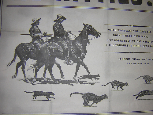 Herding Cats: Web Governance in Higher Education #heweb11