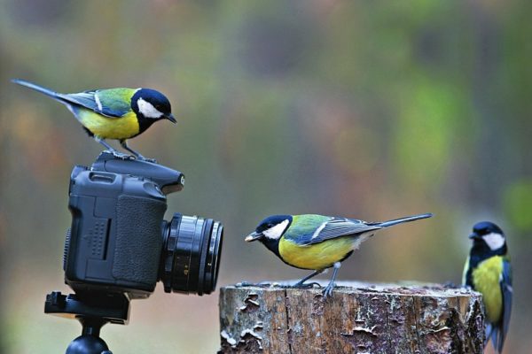 Pics or It Didn’t Happen: How to Get the Most from Your Photos and Videos