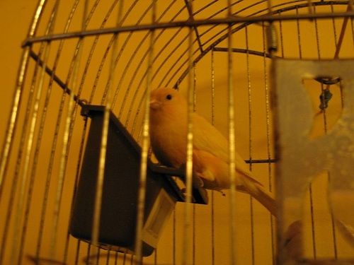 The Future of Higher Ed: A Canary in the Coalmine of Higher Education