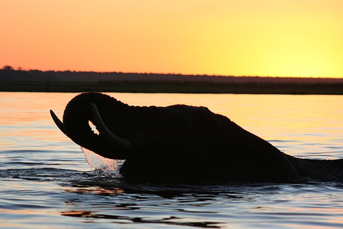 ​Your CMS is the Elephant in the Room